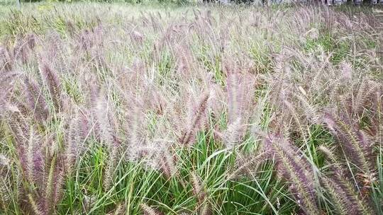 实拍野花野草绿色植物