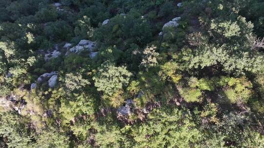 航拍威海里口山里口顶绝望坡秋季山野风景