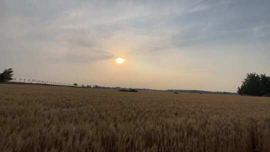 夕阳下农田里的小麦视频素材模板下载