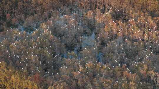 佛山市顺德伦教大涌水杉湿地候鸟白鹭群