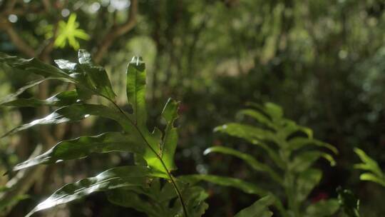 植物受损叶片的特写