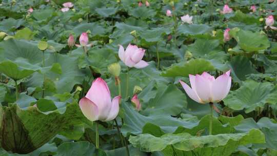 荷花、荷花池、荷叶、莲蓬