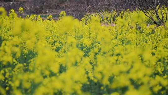 山坡上的油菜花