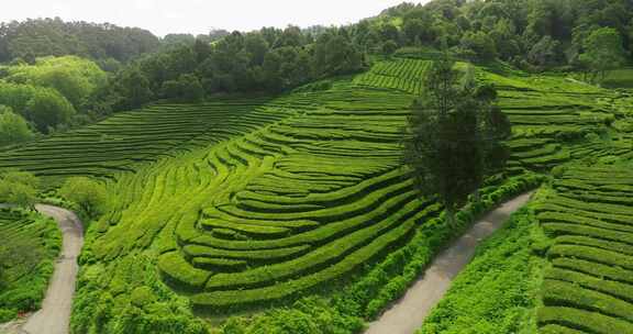 种植园，梯田，茶，绿色