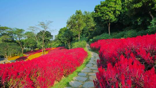 南宁青秀山穗冠花的花海花田