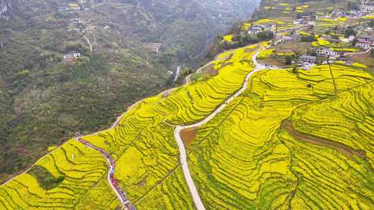 美丽春天农村三农油菜花花海航拍