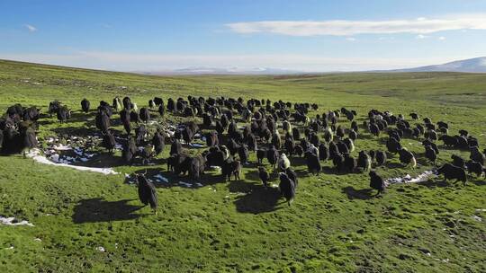4k航拍牦牛群放牧藏族牧区