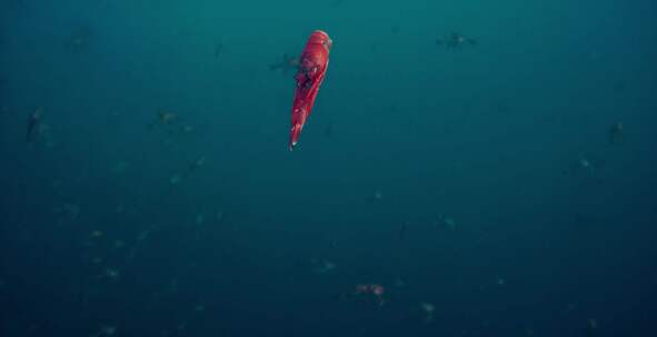水底拍摄小龙虾