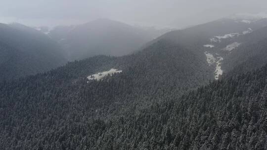 航拍西藏林芝大雪纷飞的鲁朗林海