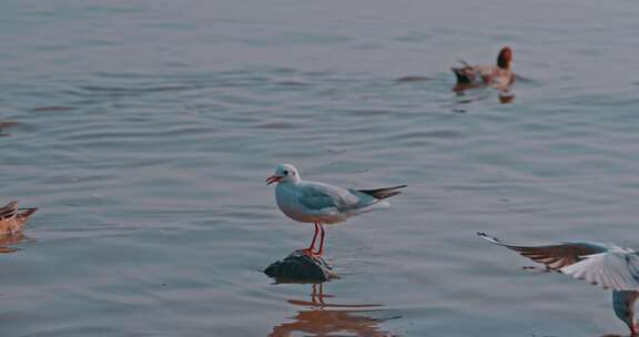 深圳湾海鸥