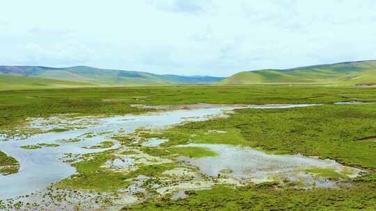 湿地 水鸟 白天鹅