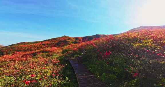 长沙浏阳大围山国家森林公园杜鹃花航拍