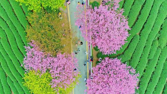 航拍福建龙岩永福樱花茶园漳平台品樱花茶园