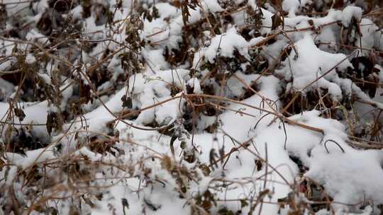 冬季雪花飘落到植物上的雪景视频素材模板下载