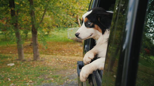 趴在车窗上的狗