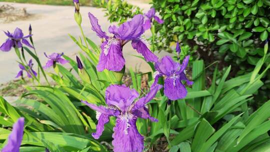 疫情城市农村街道菜园春天绿色植物