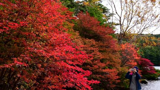 秋天枫叶红叶树叶森林自然生态唯美公园