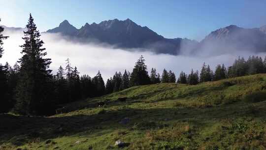 奥地利阿尔卑斯山高山景观中自由放牧的奶牛