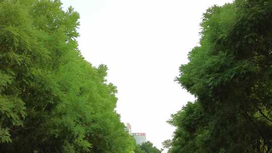 城市绿化植物树枝树叶实拍