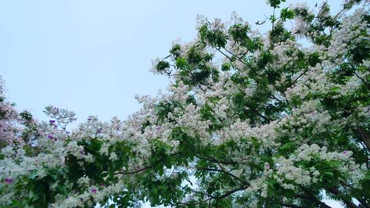 仪花树上开满了花
