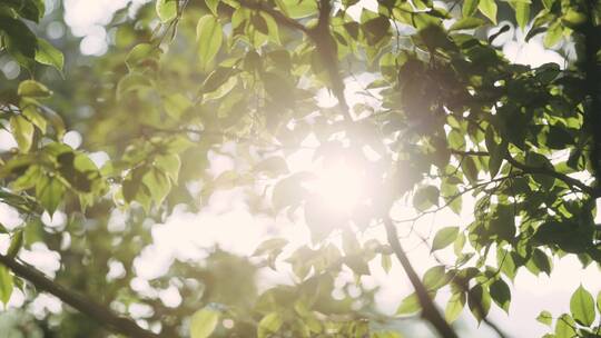 阳光透过树叶的缝隙4K120帧慢动作