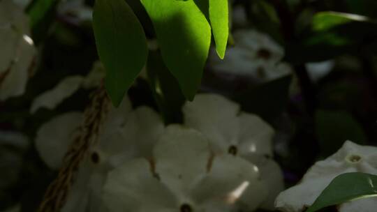 鸳鸯茉莉植物特写实拍阳光下唯美花瓣素材
