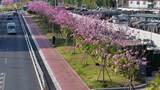 中国广东省广州市海珠区瑞宝街道紫花风铃木高清在线视频素材下载