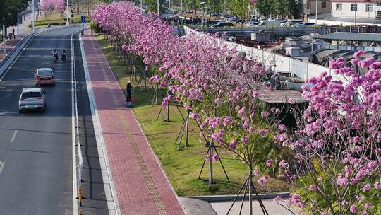 中国广东省广州市海珠区瑞宝街道紫花风铃木