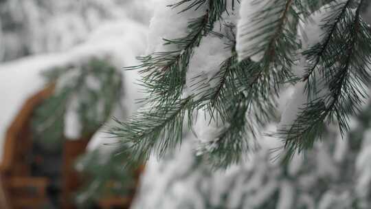 雪，冬天，树枝，木屋