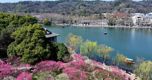 杭州西湖孤山公园梅花盛开