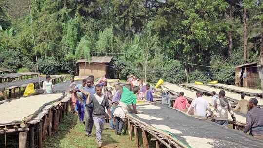 埃塞俄比亚咖啡发源地种植园