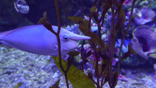 海洋生物觅食潜水海藻海带