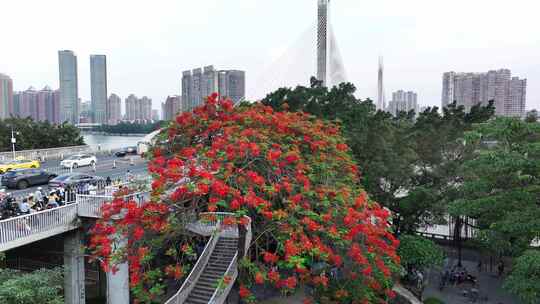 中国广东省广州市越秀区海印桥凤凰花