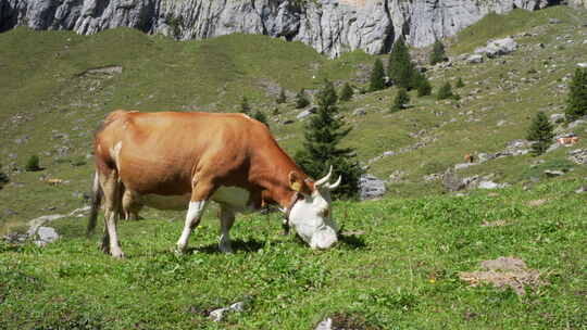 瑞士阿尔卑斯山的一头奶牛正在美丽山景前的绿色草地上吃草
