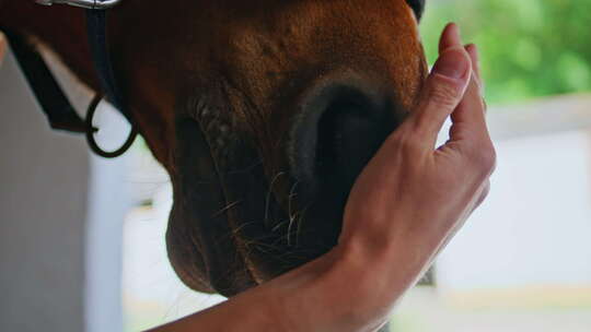 Equestrienne手指抚摸种马在谷