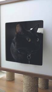 猫舍里的黑猫