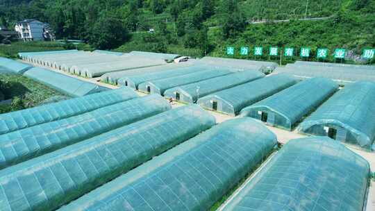 乡村振兴有机农场蔬菜大棚