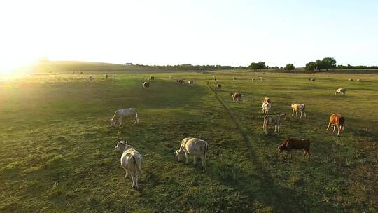 4K草原牧场农场农田动物奔跑平原马羊鹿牛