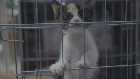 笼子里的小奶猫