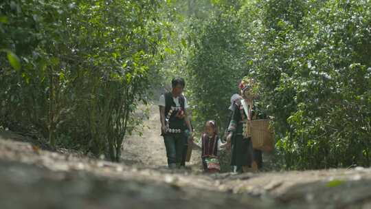 云南西双版纳古茶山少数民族古树茶山中行走视频素材模板下载