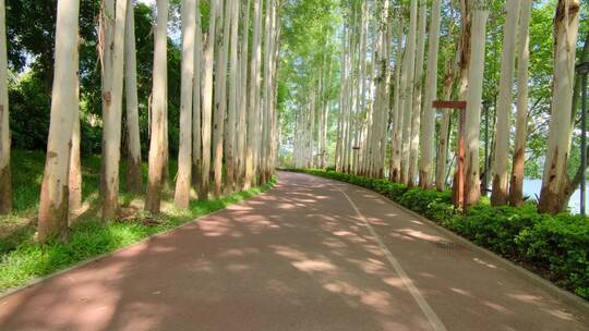 夏天阳光桉树林唯美小路道路