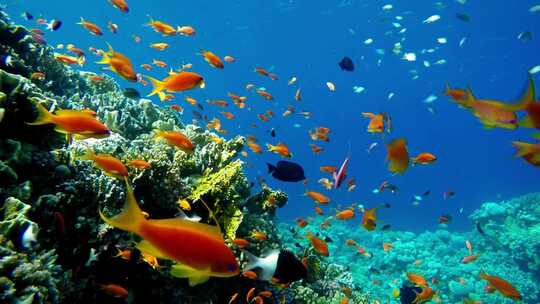 海底热带鱼类和珊瑚花园海鱼暗礁海洋自然