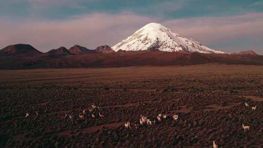 Sajama，火山，羊驼，牧群