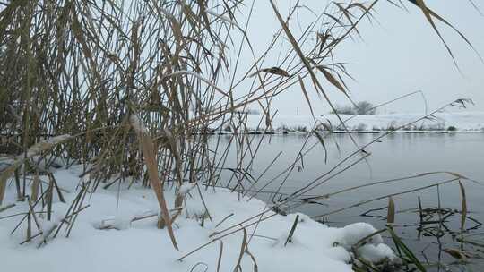 冬天湖边芦苇地上积雪