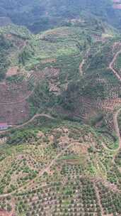 竖版航拍山川丘陵水果种植水果基地