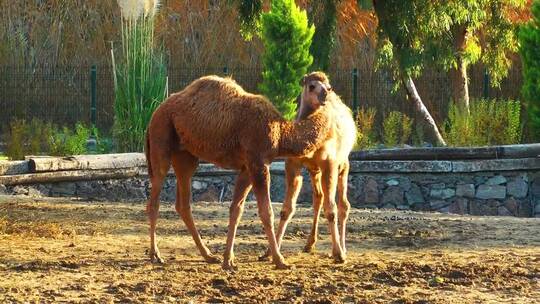 阿拉伯动物园的骆驼夫妇