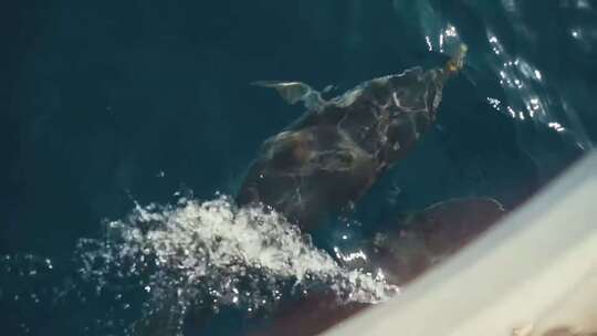 一群海豚在蓝色的海水中嬉戏视频素材模板下载