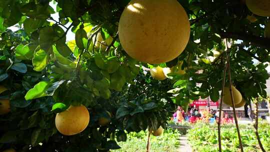 农村农场里的柚子蜜柚甜柚柚子种植基地