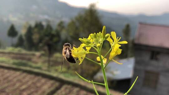 春天蜜蜂在油菜花上飞舞高清实拍视频素材