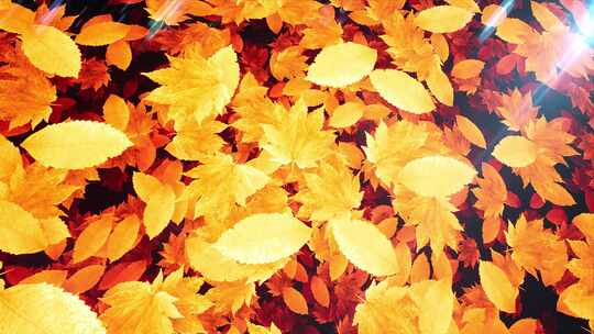 秋天金色的枫叶动画